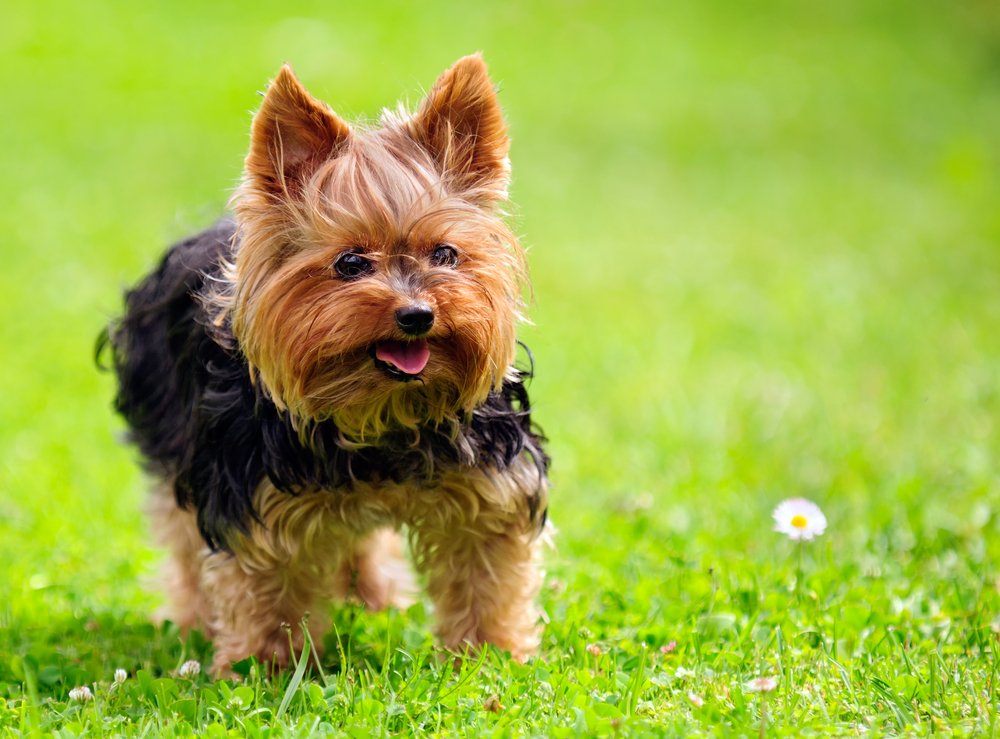 Yorkshire Terrier Dog stands on the grass