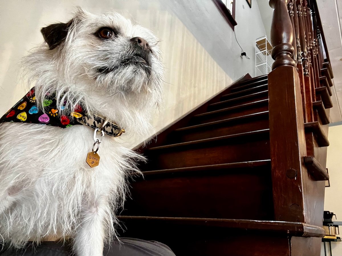 Gizmo under the stairs