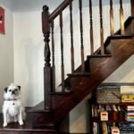 Gizmo sitting on the stair landing