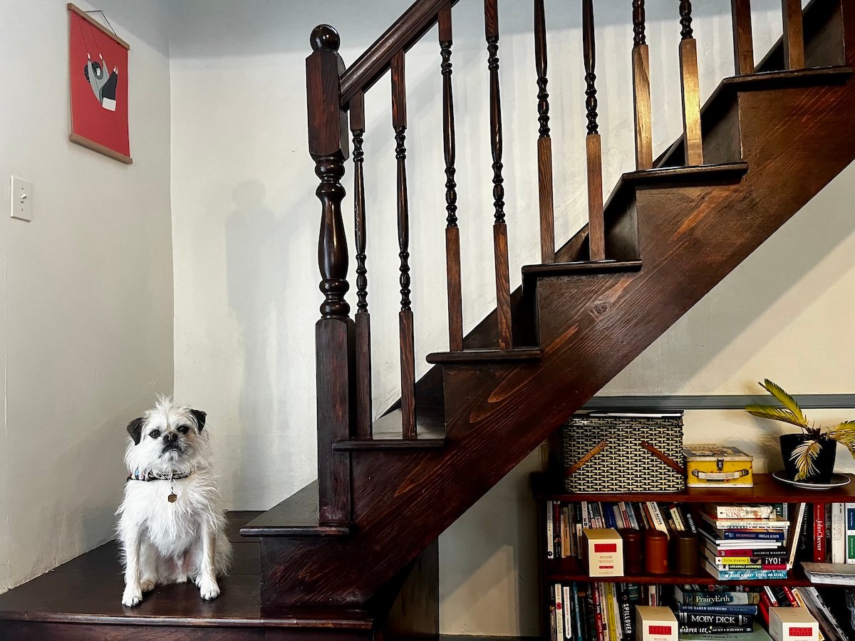 Gizmo sitting on the stair landing