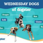 Dogster_Wednesday Dogs_v2-6_Oct 9 2024