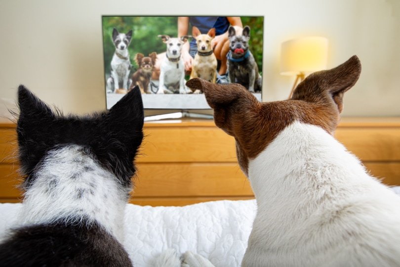 Dogs are watching TV