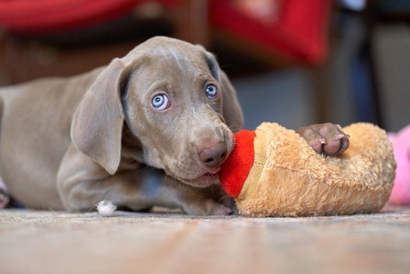 Wearnar -nicking dog chewing toy is going to be sucking