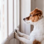 dog looking outside the window