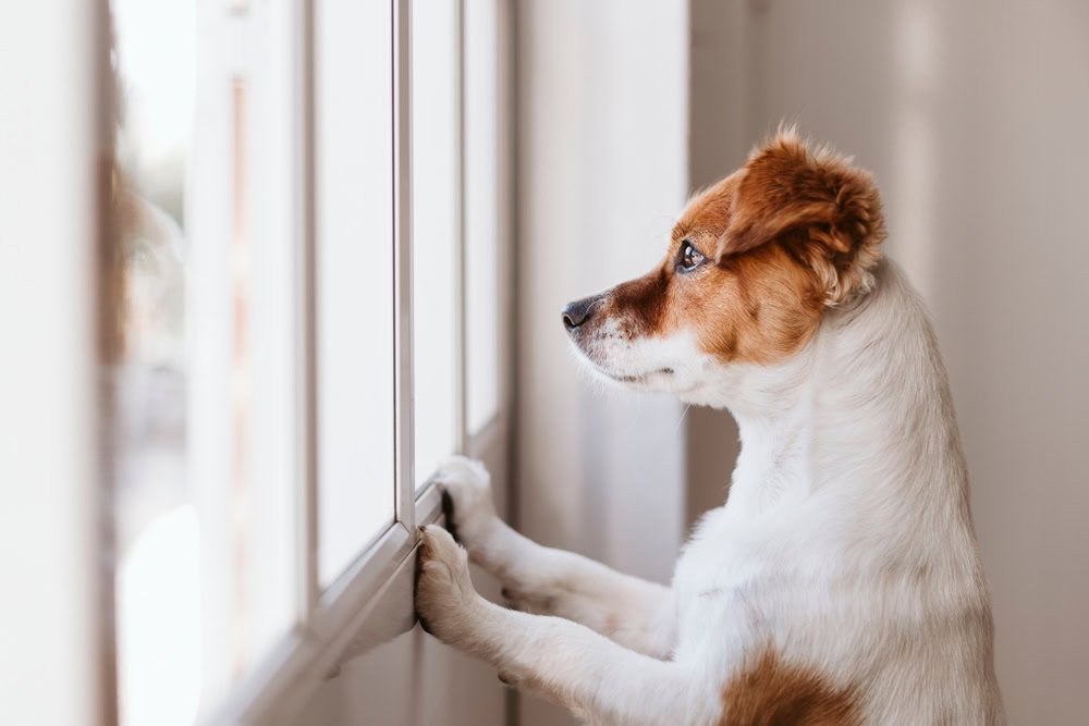 dog looking outside the window