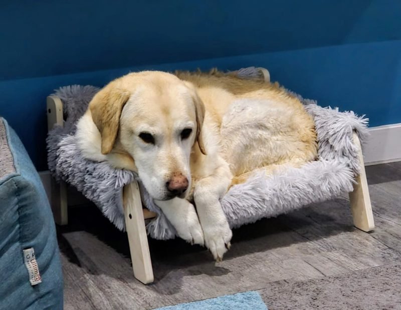 Bailey in bed