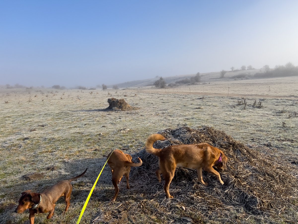 Lajka, Hela and Lava in the field