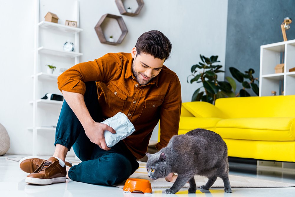 man happily feeding his british shorthair cat