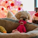 dog with a pink plush dog toy