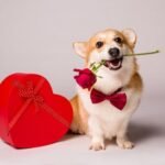 corgi dog with flower and valentine's day gift