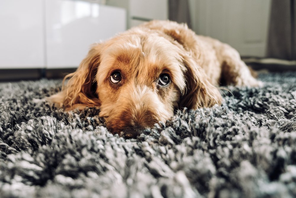 sad or sick dog on a rug