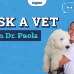 Dogster_Ask Dr Paola Featured Image_v1-2_Nov 12 2024