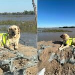 A Monument Is Being Built In Honor Of Pshon, The Hero Dog Of Kazakhstan Floods