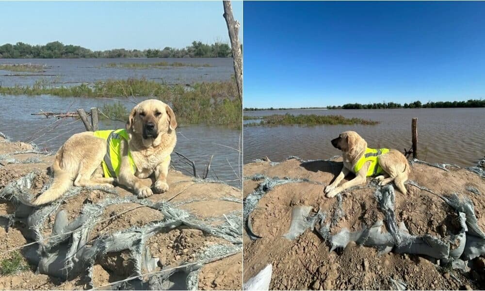 A Monument Is Being Built In Honor Of Pshon, The Hero Dog Of Kazakhstan Floods