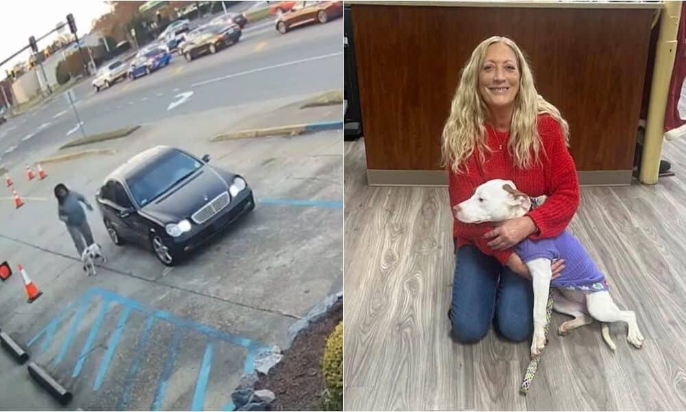 Abandoned Dog Who Almost Got Hit By Oncoming Traffic Finds Forever Home