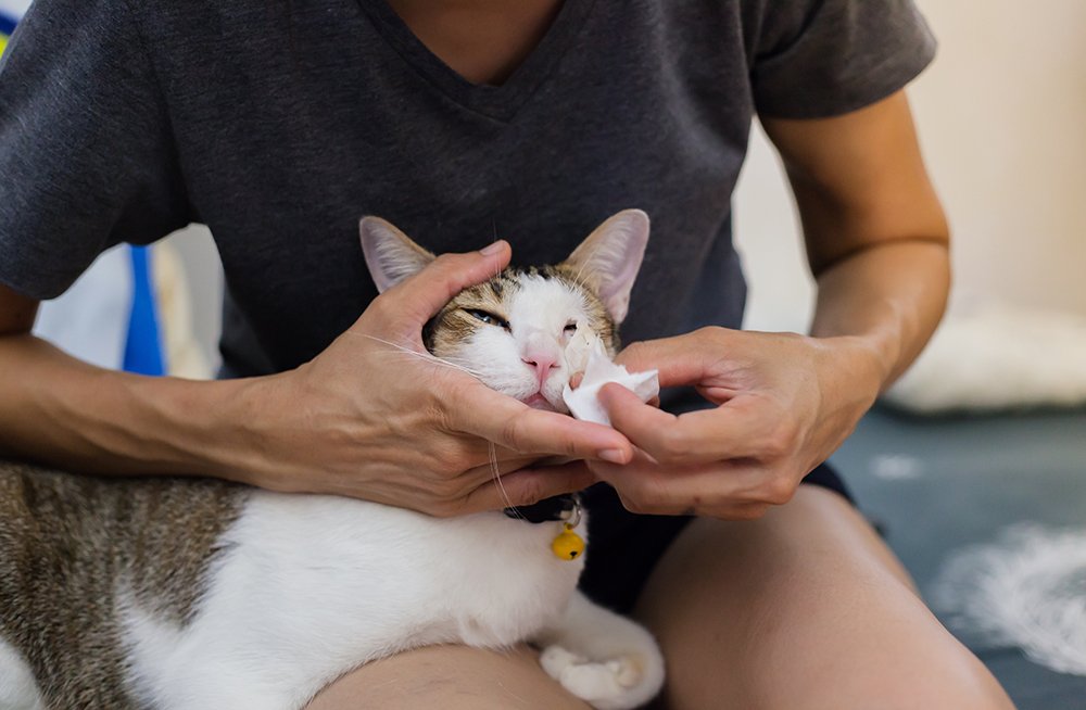 The woman is cleaning the cat's nose