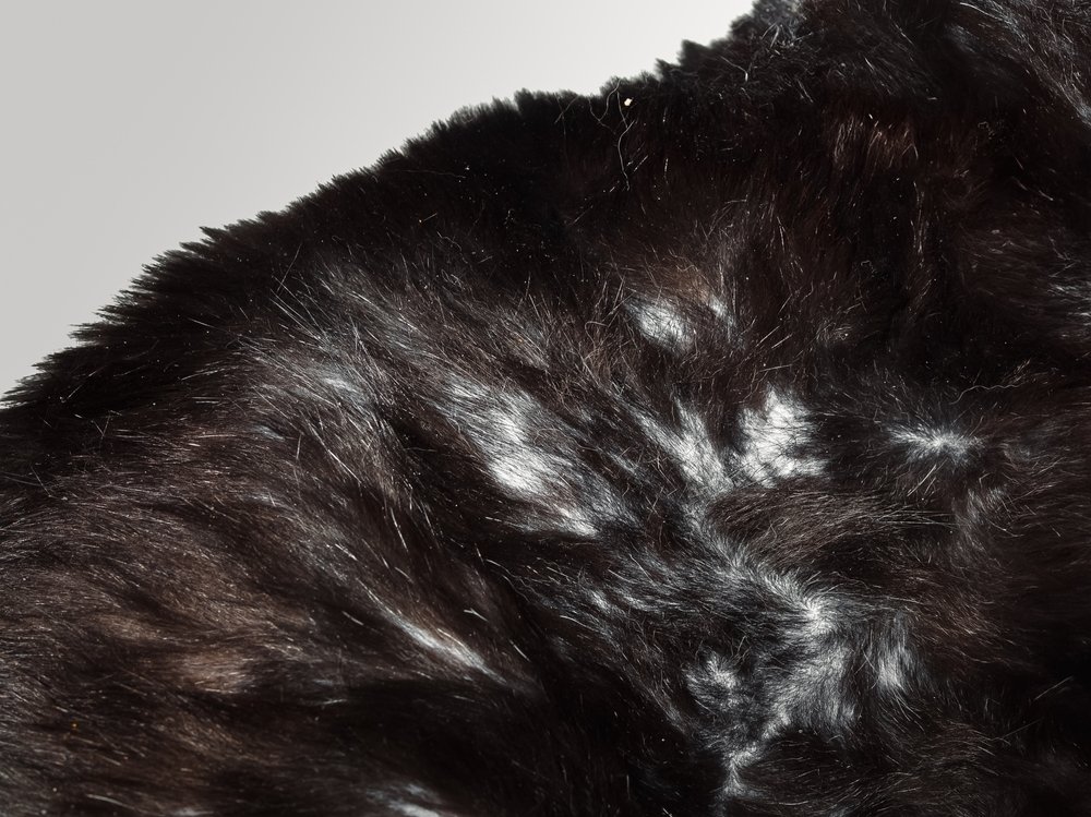 Bald spots and thin fur cat