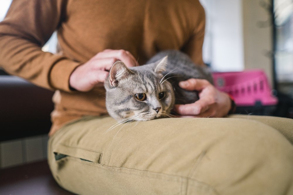 Cat catcher in the waiting room in the Weight Clinic