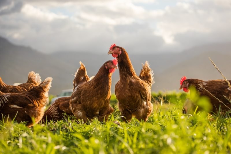 Free -range egg laying chickens