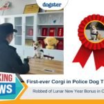 Barking News Corgi robbed of lunar new year bonus in China