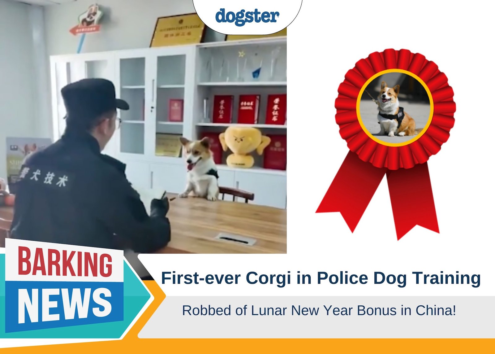 Barking News Corgi robbed of lunar new year bonus in China