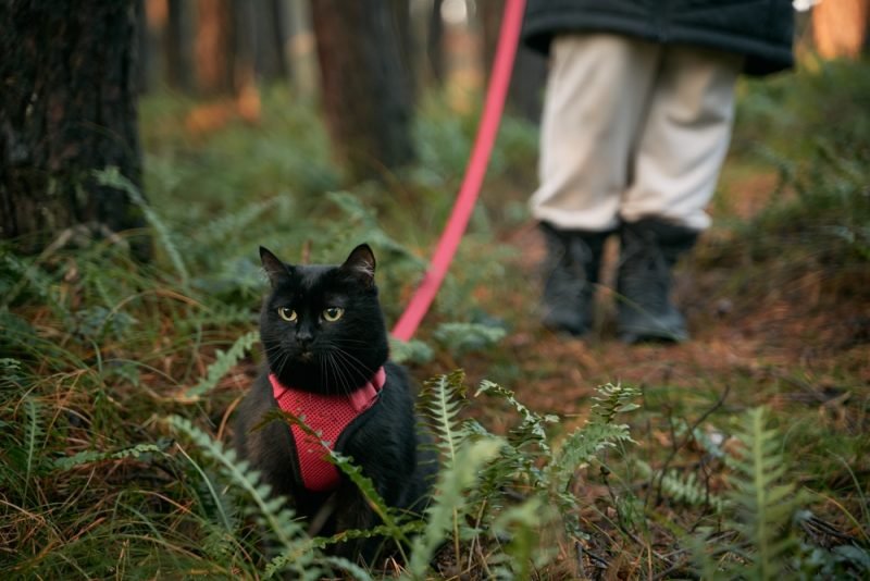 Black cat with the master used in the forest and strap