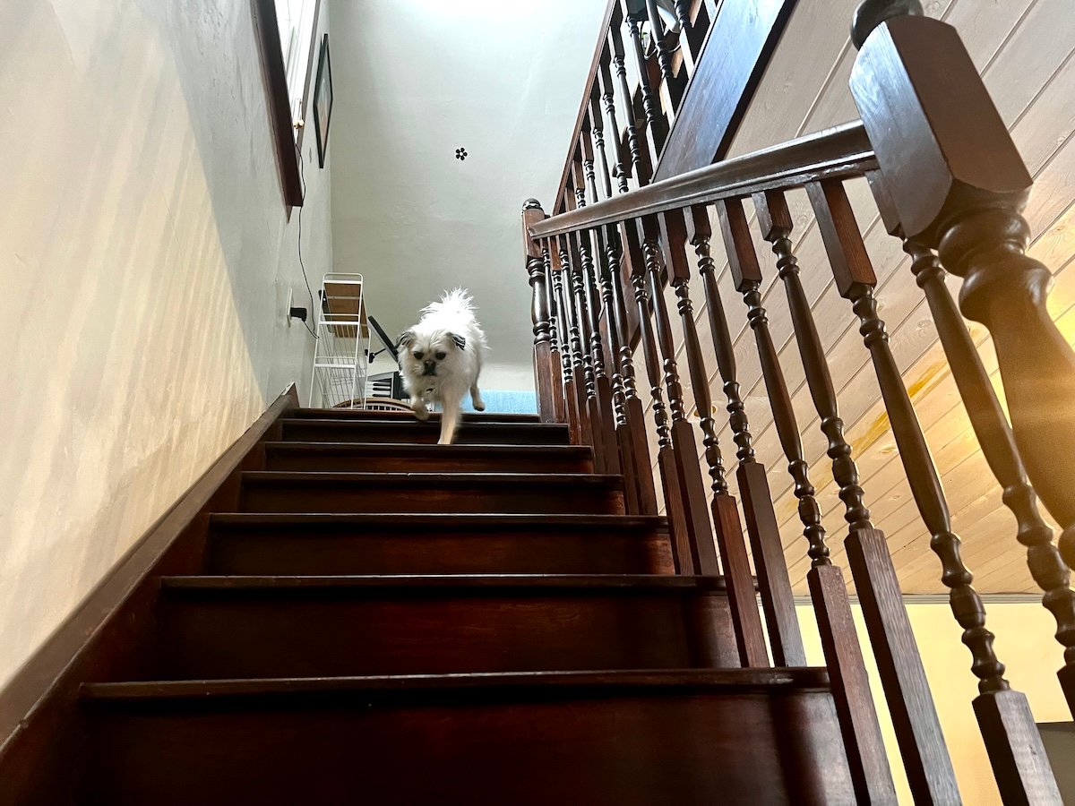 Gizmo is running down the stairs