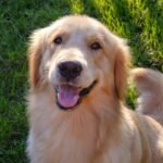 Golden Retriever Dog Name Ideas: What's Hot in 2025?