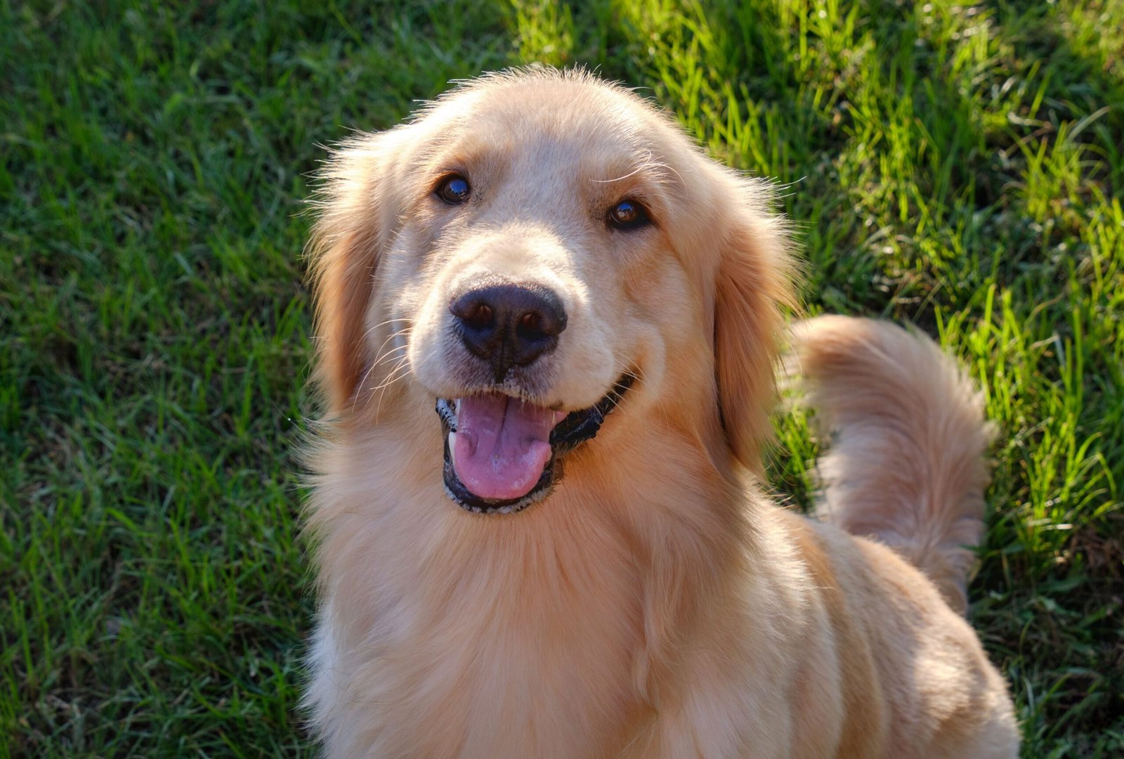 Golden Retriever Dog Name Ideas: What's Hot in 2025?