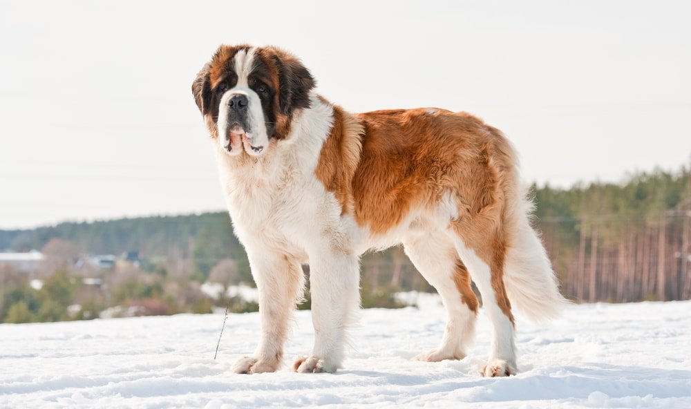 St. Bernard in winter