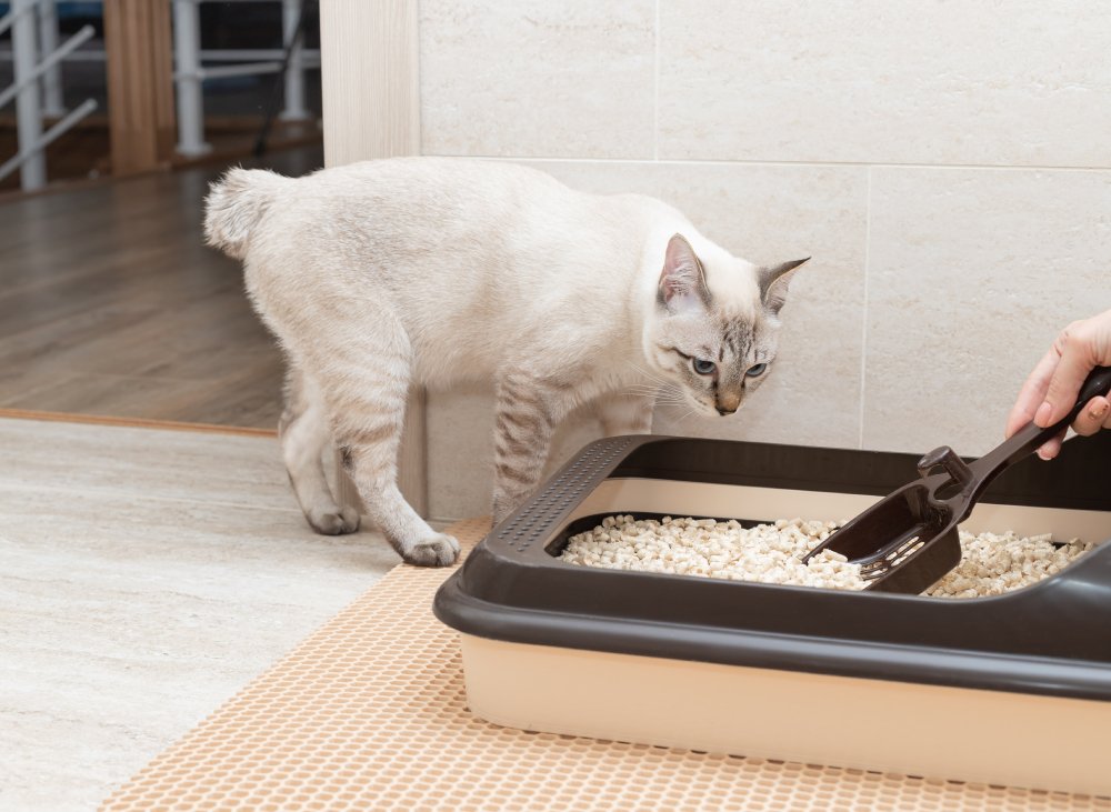 Removing and clearing the cat toilet tray or dirt box at home