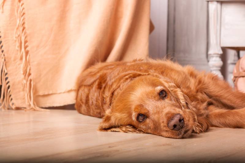 Sad English cooker spaniel dog looks sad