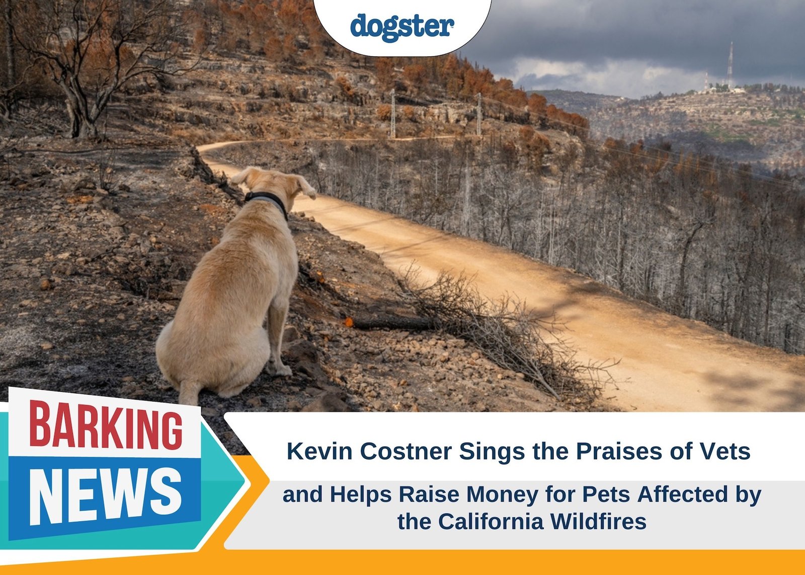 Dogster_Barking News_Kevin Costner Sings the Praises of Vets