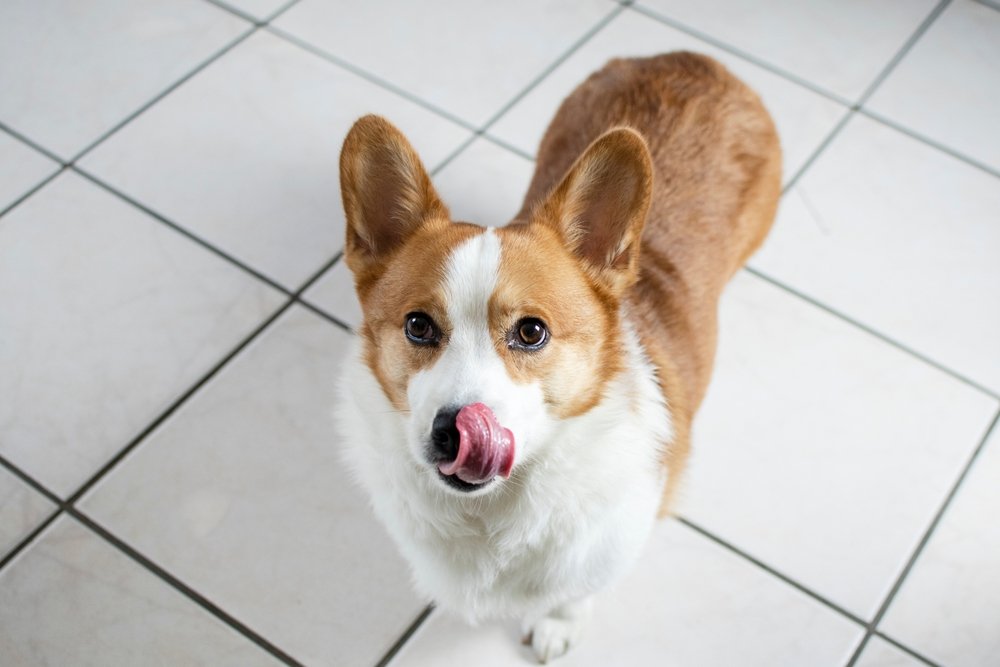 Pimbrock Welsh Korgi dog licking his nose