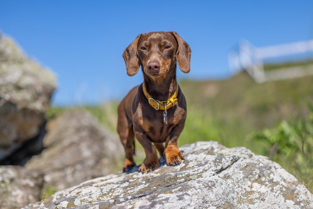 Small chocolate stands on a rock looking at the dusty camera