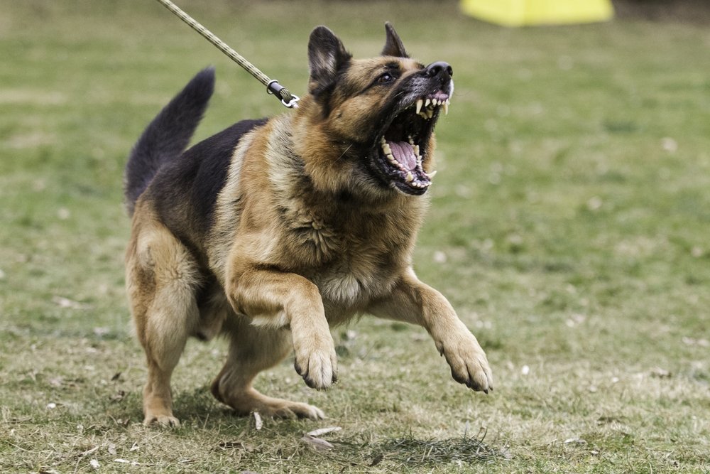 Aggressive German Shepherd