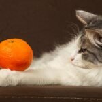 The Surprising Dangers of Feeding Oranges to Your Curious Cat