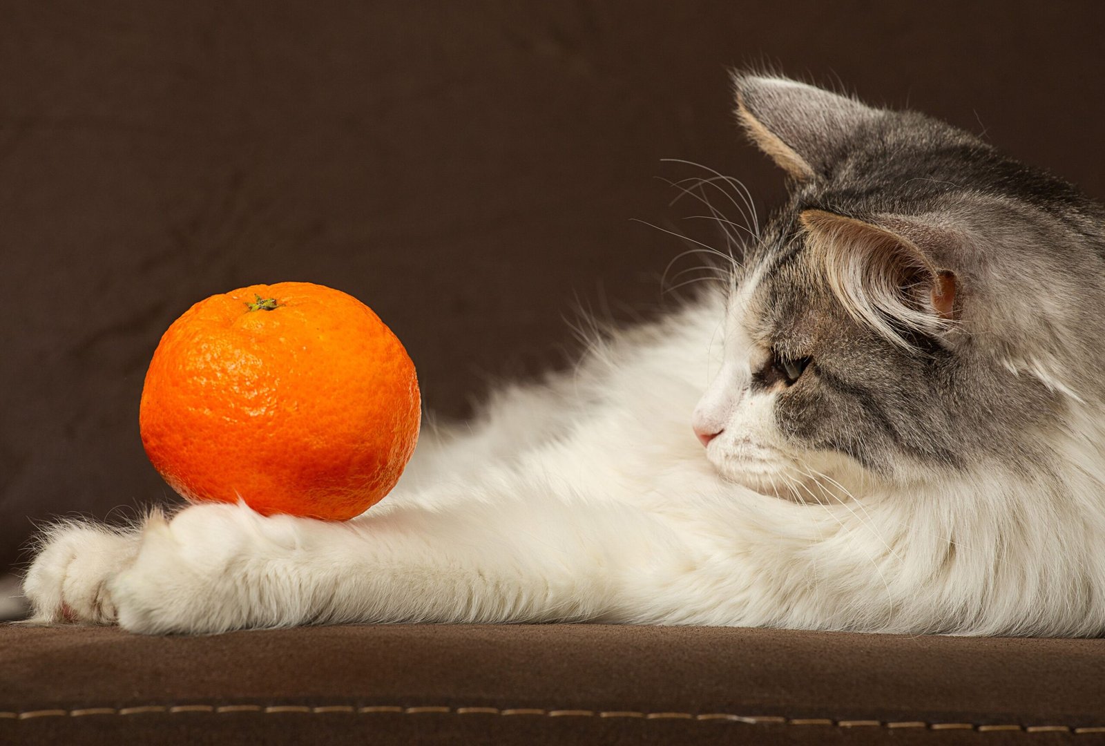 The Surprising Dangers of Feeding Oranges to Your Curious Cat