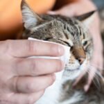 Understanding Cat Eye Boogers: Causes and Solutions