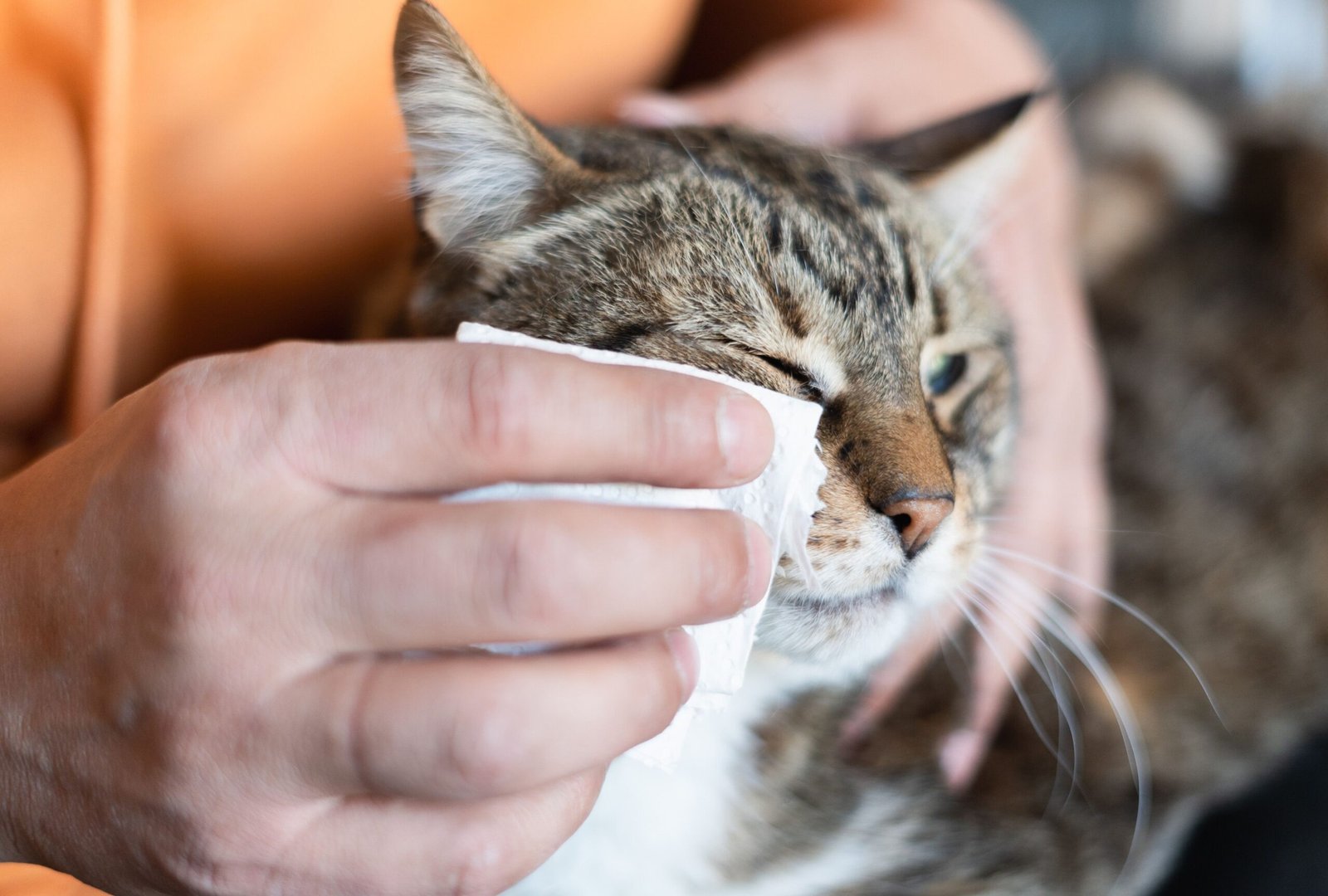 Understanding Cat Eye Boogers: Causes and Solutions